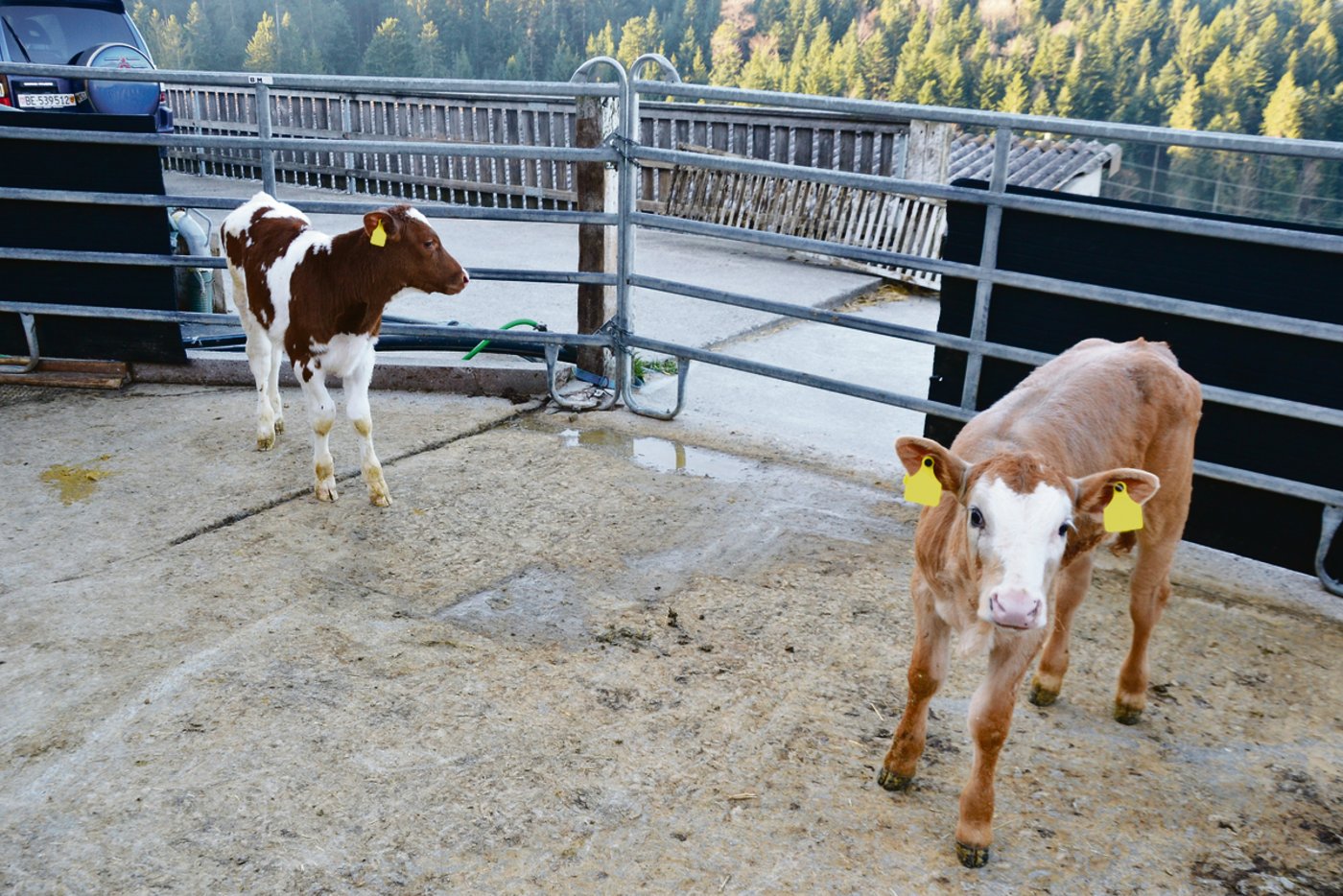 Auf dem Betrieb wird nur noch eine Lohnmast betrieben. Die Familie Hertig bekommt dafür einen Pauschalbetrag und muss kein Risiko mehr tragen.  