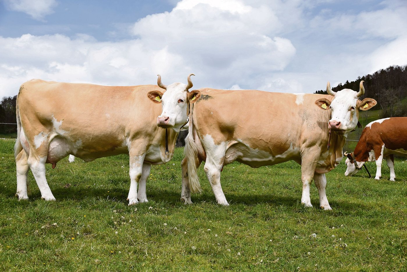 Es sind keine Zwillinge, nein, aber zwei bildschöne Simmentalerkühe, Goldi und Gina.