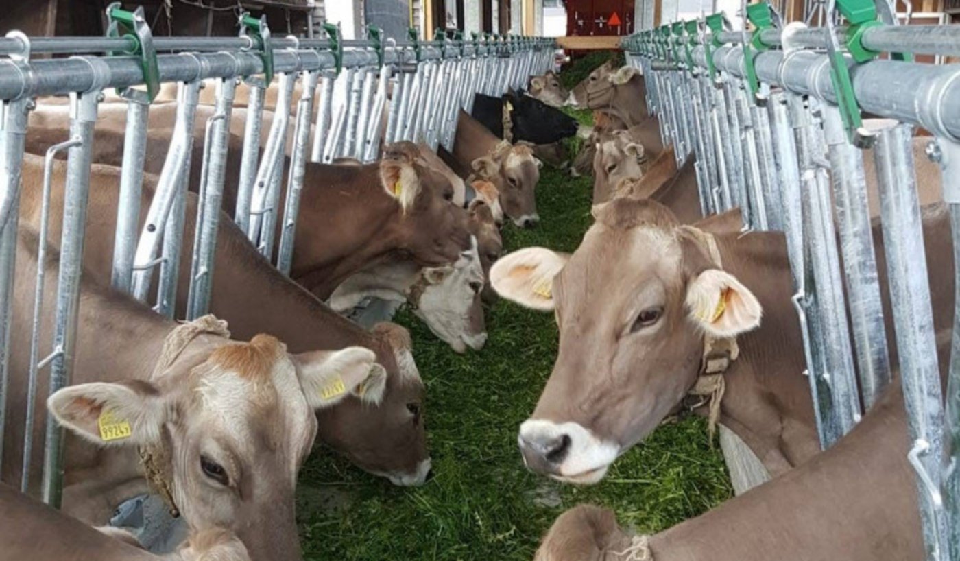 Vor allem bei schwerem Gras lohnt sich ein Futterband, weil es so nicht von Hand zugeschoben werden muss. (Bild Christian Kündig)