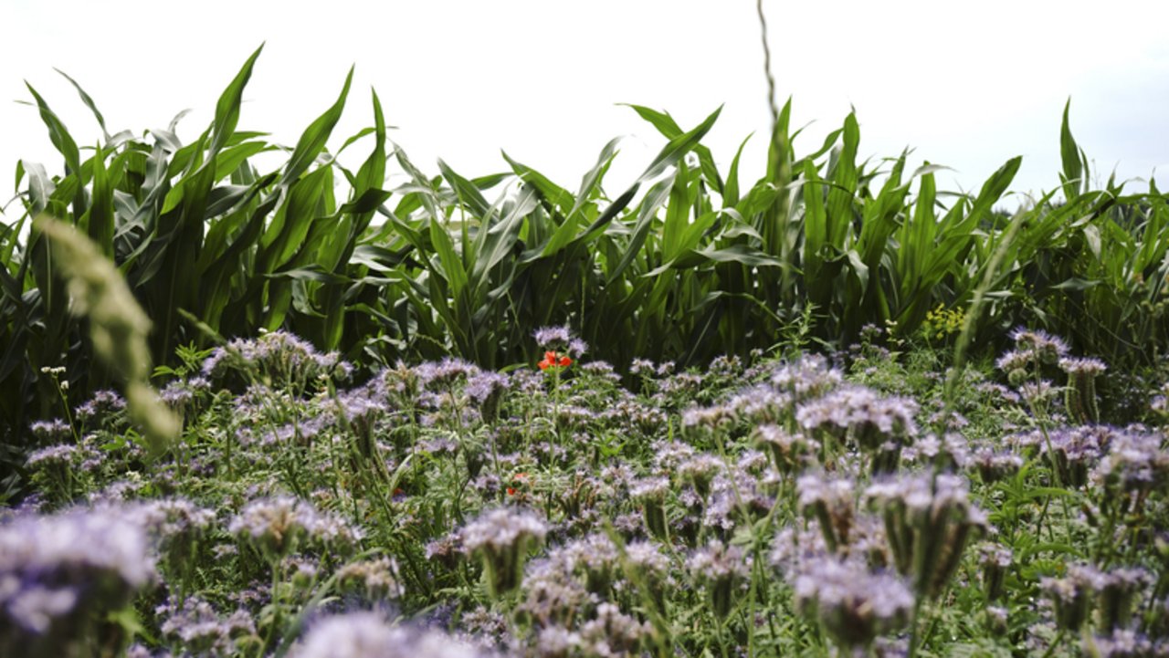 Blühstreifen bieten Lebensraum für Bestäuber.