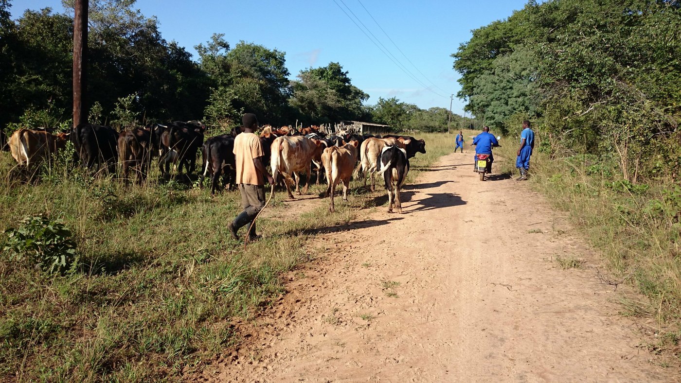 ... werden die Kühe für das Bad gegen Zecken zusammengetrieben. 