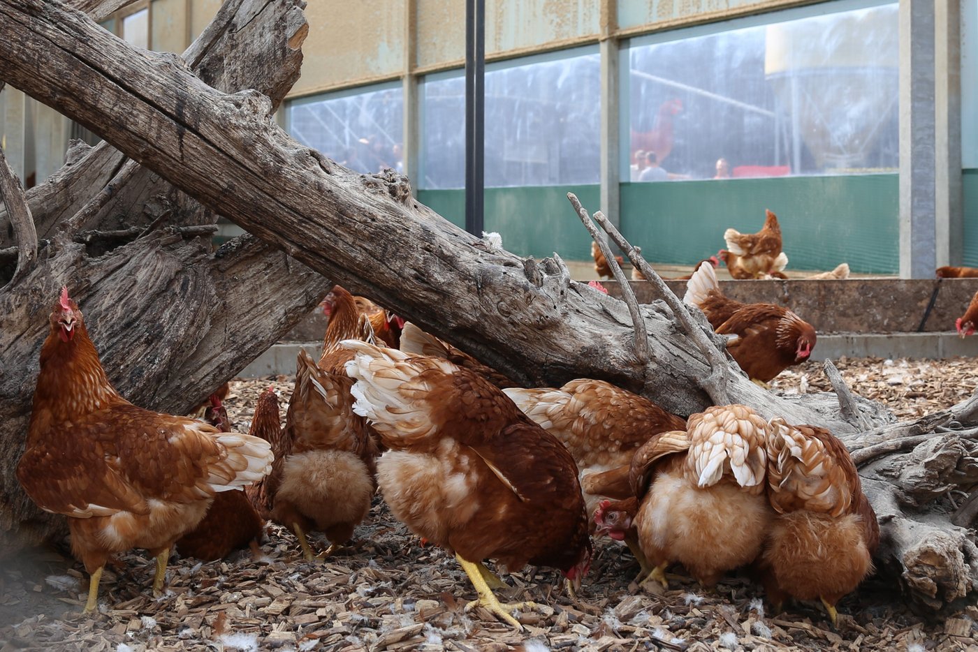 Rondeel Legehennen Baumstämme bieten Abwechslung.