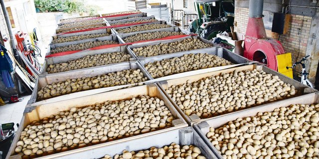 Die Pflanzkartoffeln der Sorte Lady Claire von Landwirt Beat Schürch sind bereit für die Abgabe. (Bild lko)