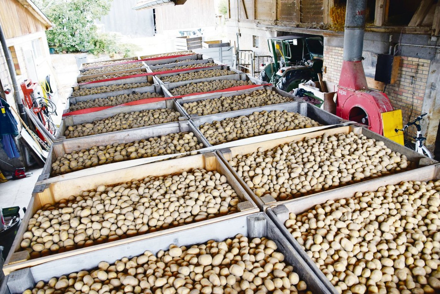 Die Pflanzkartoffeln der Sorte Lady Claire von Landwirt Beat Schürch sind bereit für die Abgabe. (Bild lko)