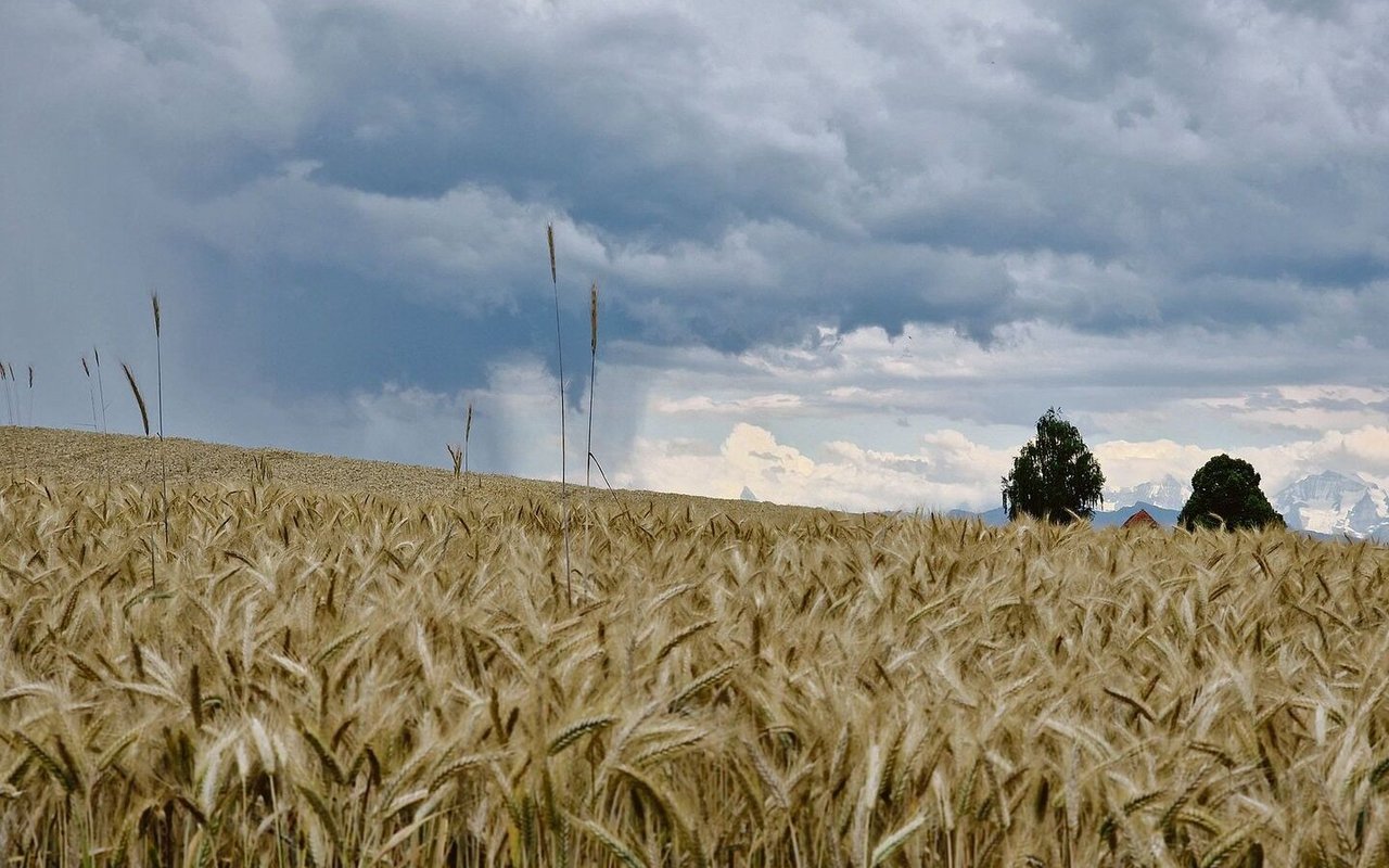 Langes Warten auf Regen: Unterdurchschnittliche Niederschlagsmengen, viel Sonne und hohe Temperaturen waren für die Natur im vergangenen Jahr eine grosse Herausforderung. 