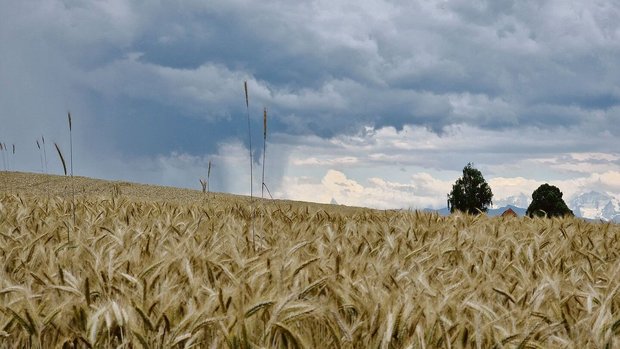 Langes Warten auf Regen: Unterdurchschnittliche Niederschlagsmengen, viel Sonne und hohe Temperaturen waren für die Natur im vergangenen Jahr eine grosse Herausforderung. 