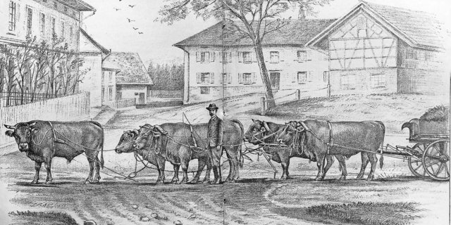 Auf dem Gutsbetrieb von Julius Maggi in Kemptthal arbeitete man am Ende des 19. Jahrhunderts zuweilen mit einem Gespann von fünf Zuchtstieren. 