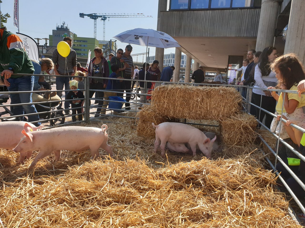Die Schweine begeisterten die Kleinsten Besucher. (Bilder Ruth Aerni)