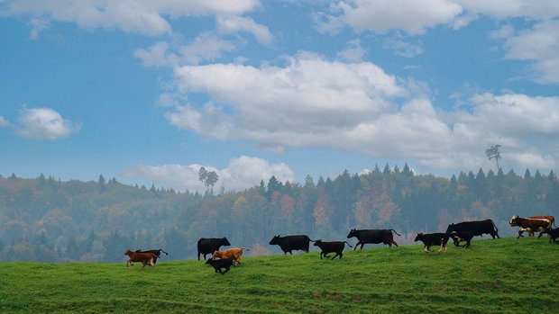 Ab auf die Weide: Be Ab auf die Weide: Bevor die Grassaison startet, sollten einige Arbeiten erledigt werden, die im Stall einfacher gehen.