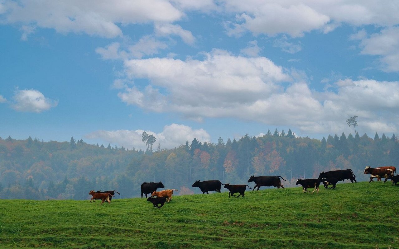 Ab auf die Weide: Bevor die Grassaison startet, sollten einige Arbeiten erledigt werden, die im Stall einfacher gehen. 