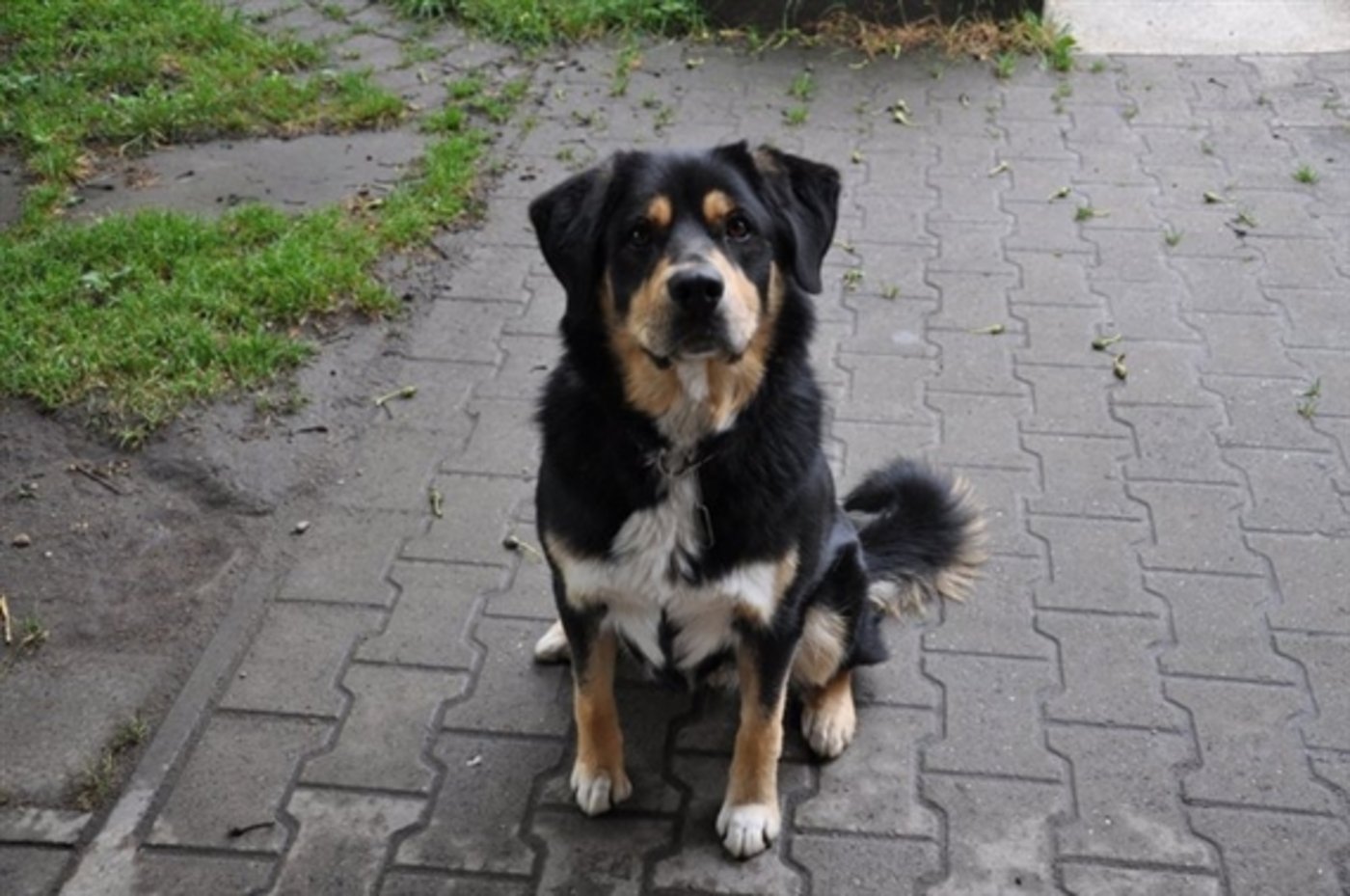 Für Appenzellermischling und Hofhund Lola muss man im Kanton AR gleich viele Steuern bezahlen wie für einen anderen Hund. So will es der Regierungsrat. (BIld: jw)