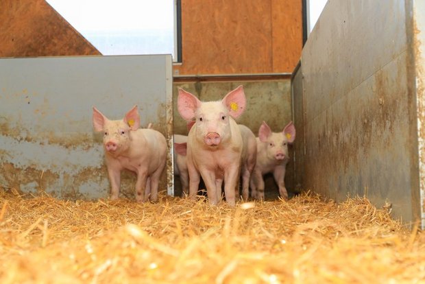 Für Labelschweine gibts ab 2021 eine höhere Minimalprämie. (Bild Peter Röthlisberger) 