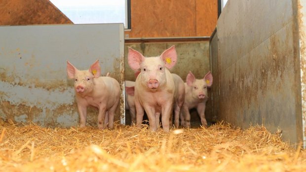 Für Labelschweine gibts ab 2021 eine höhere Minimalprämie. (Bild Peter Röthlisberger) 