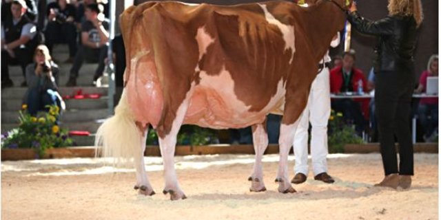 RH-Europameisterin: Suard Red Jordan Irene, Gebrüder Schrago, Middes FR.