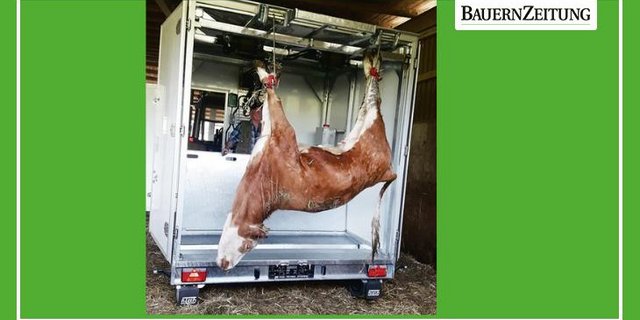 In der mobilen Schlachtbox wird das betäubte Tier aufgehängt, entblutet und abtransportiert. (Bilder Bruno Oehrli)