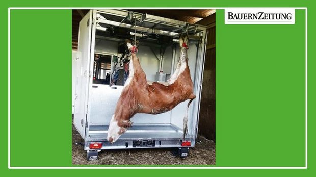 In der mobilen Schlachtbox wird das betäubte Tier aufgehängt, entblutet und abtransportiert. (Bilder Bruno Oehrli)