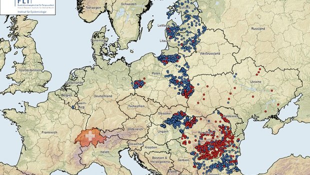 Auf dem Vormarsch von Ost nach West: Die roten Punkte stellen die ASP-Nachweise beim Hausschwein dar, die blauen diejenigen in der Wildschweinepopulation. (Grafik Friederich-Löffler-Institut/BauZ)