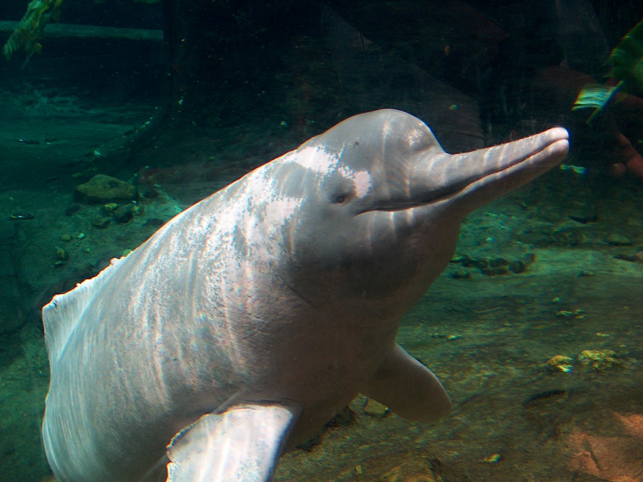 Die Bestände vieler grosser Süsswassertiere - dazu gehört auch der Flussdelfin - sind drastisch zurückgegangen.(Bild Widipedia Oceancetaceen)