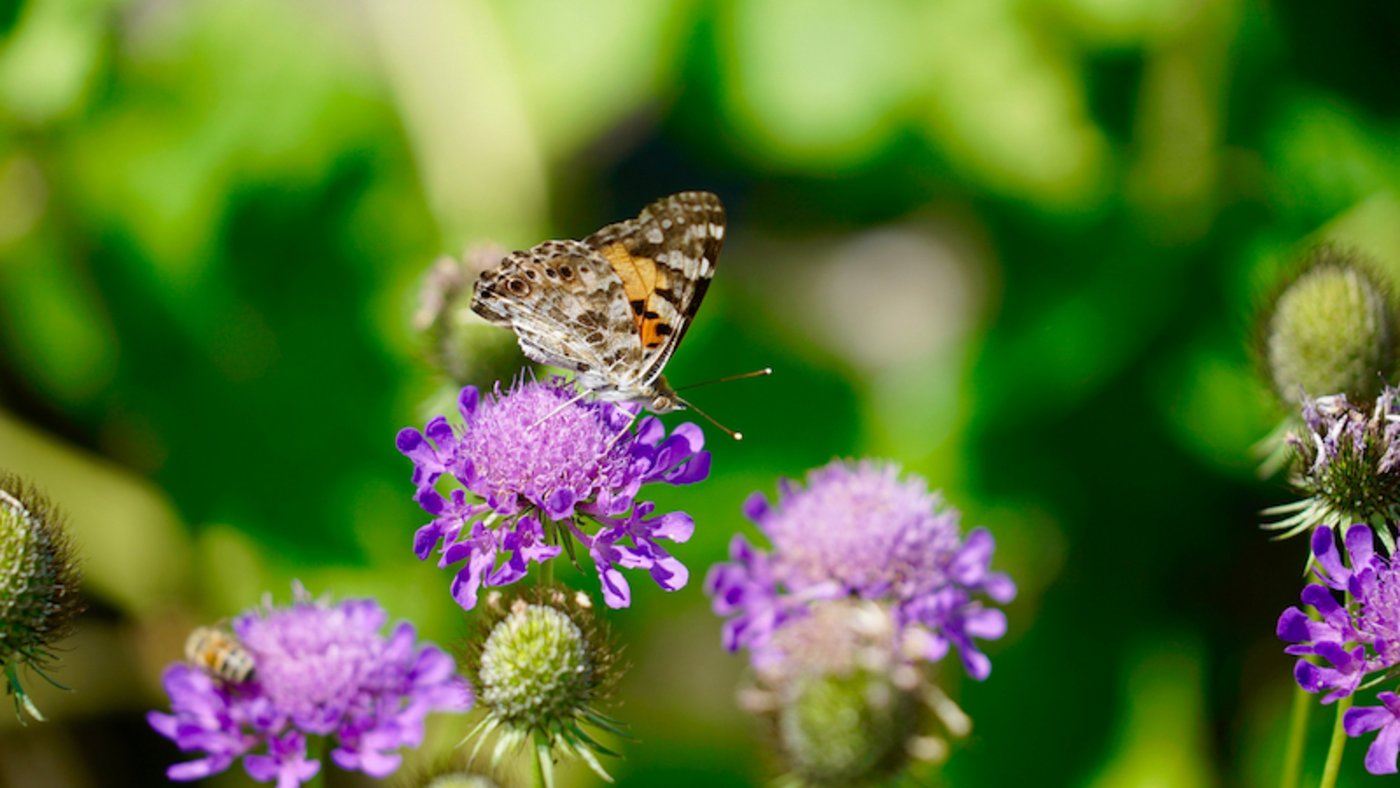 Blumenwiesen ziehen Falter an, die Nahrung bieten für Vögel. (Bild cr)
