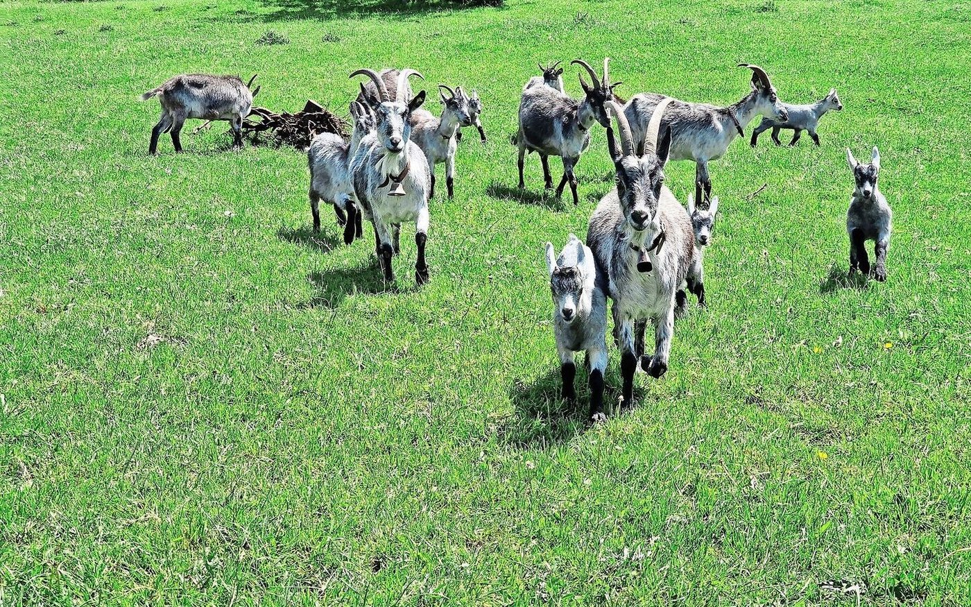 Resistenzen gegen Entwurmungsmittel sind eine zunehmende Problematik der Tierhaltung. Gerade Ziegen reagieren aber sehr sensibel auf Wurmbefall. Es gibt wirksame Alternativen. 