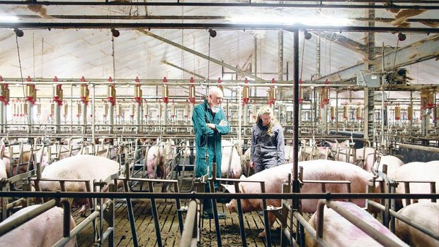 Schweinespezialist Rob van Schie in einem typischen holländischen Zuchtsauenstall mit Gruppenhaltung und Ständen.