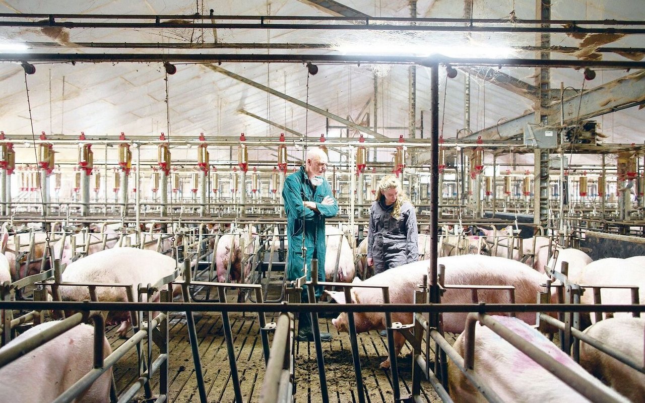 Schweinespezialist Rob van Schie in einem typischen holländischen Zuchtsauenstall mit Gruppenhaltung und Ständen.