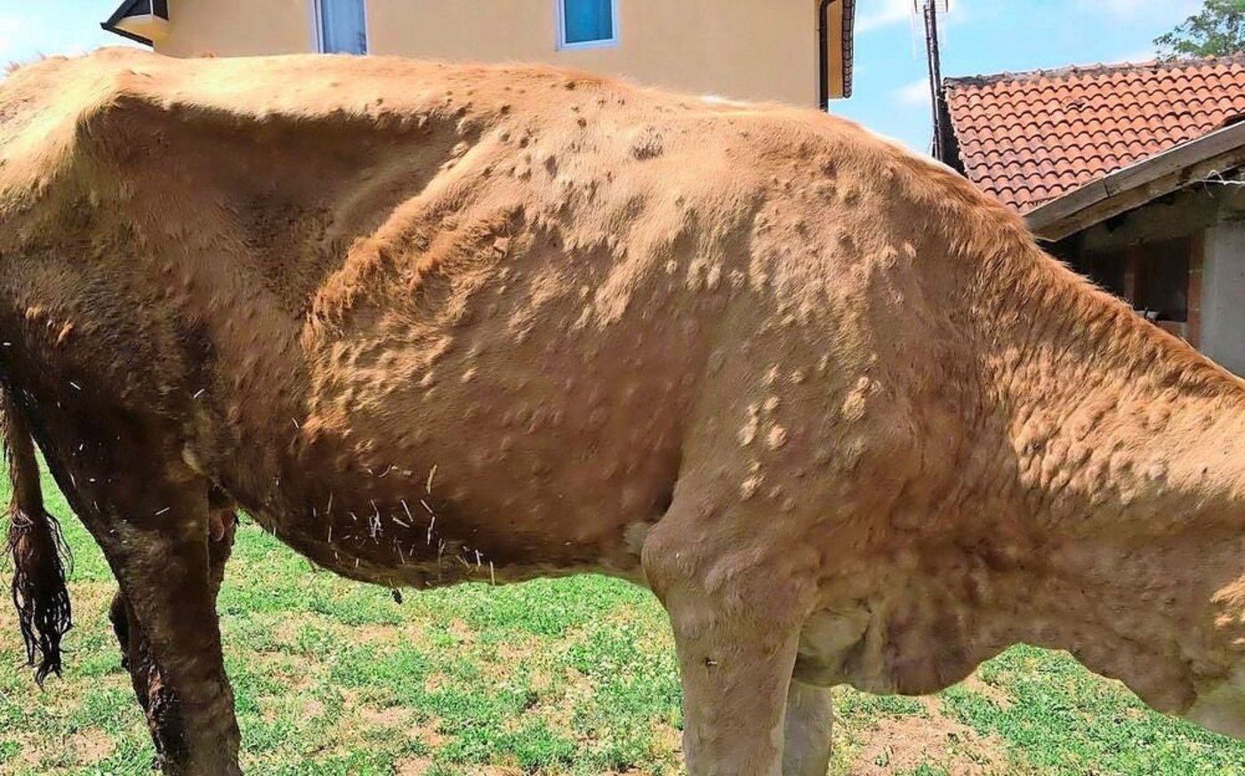 Ein von LSD befallenes Rind aus dem Kosovo: In der Haut befallener Tiere bilden sich bis zu 5 cm grosse Knoten.  