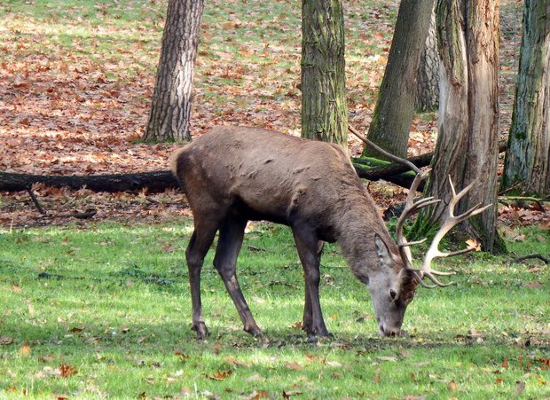 Walliser Staatsrat bei Jagd im Aletschwald zurückgepfiffen Der Rotwildbestand kann im Jagdbanngebiet Aletschwald nur nach eingehender Prüfung gejadgt werden. (Bild Pixabay)
