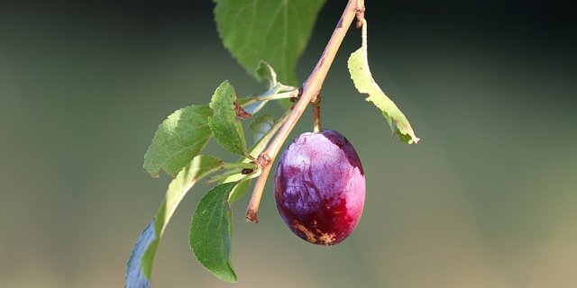 Bei den Zwetschgen fiel die Ernte 2019 mit 2839 Tonnen wetterbedingt 22 Prozent tiefer aus als erwartet. (Bild Pixabay)