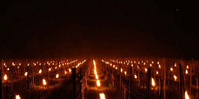 Frostkerzen in einem Rebberg. (Bild Hans Jüstrich)