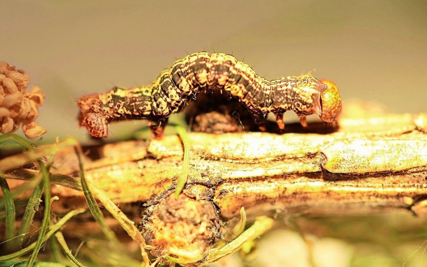 Raupe des Orangegelben Breitflügelspanners.