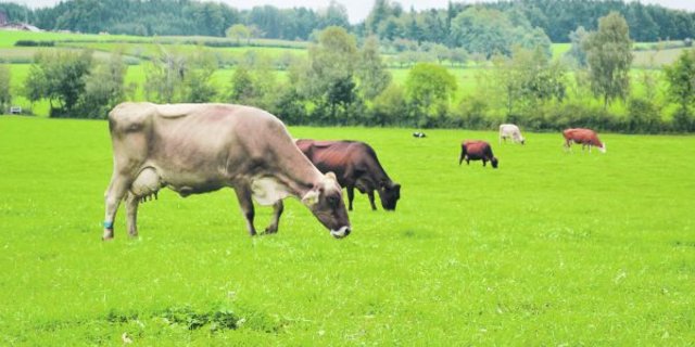 Graslandbasierte Milchproduktion ist nicht nur fördernd für das Image der Landwirtschaft, sie bringt auch finanzielle Vorteile für den Bauern. (Bild Jasmine Baumann)
