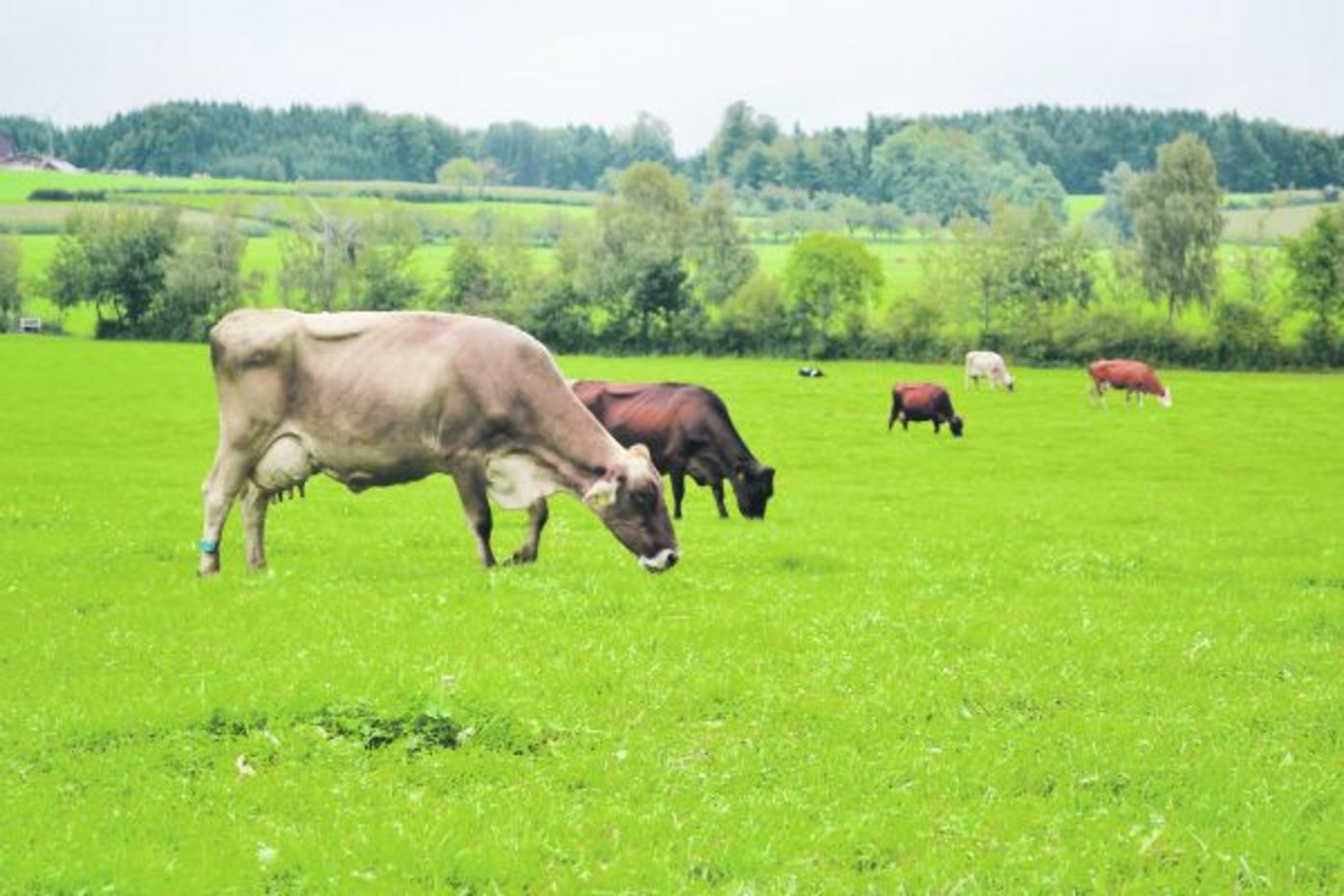 Graslandbasierte Milchproduktion ist nicht nur fördernd für das Image der Landwirtschaft, sie bringt auch finanzielle Vorteile für den Bauern. (Bild Jasmine Baumann)