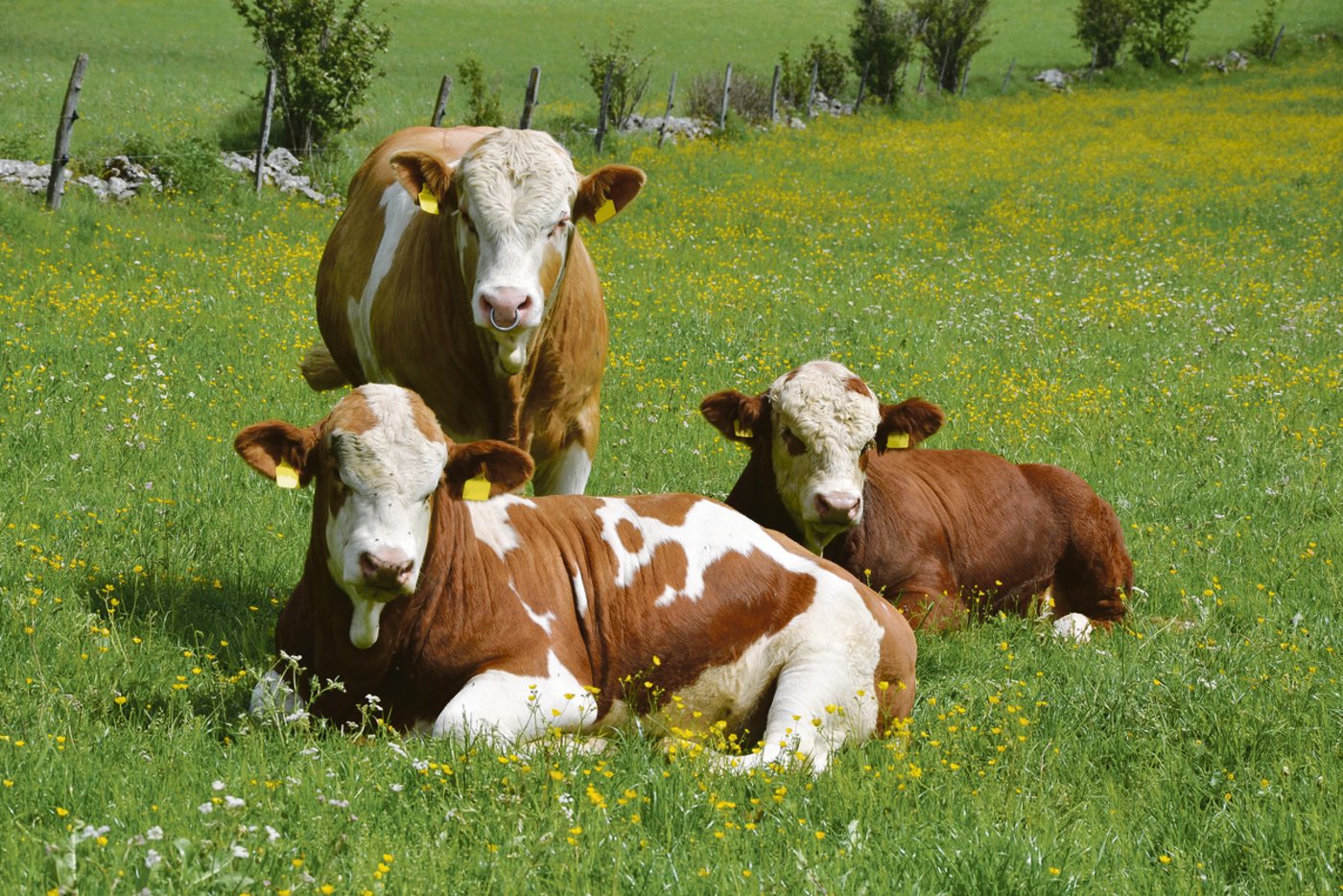 Stiere mit guter Abstammung zieht Jakob Fritz auf und verkauft sie später weiter als Zuchtstiere.