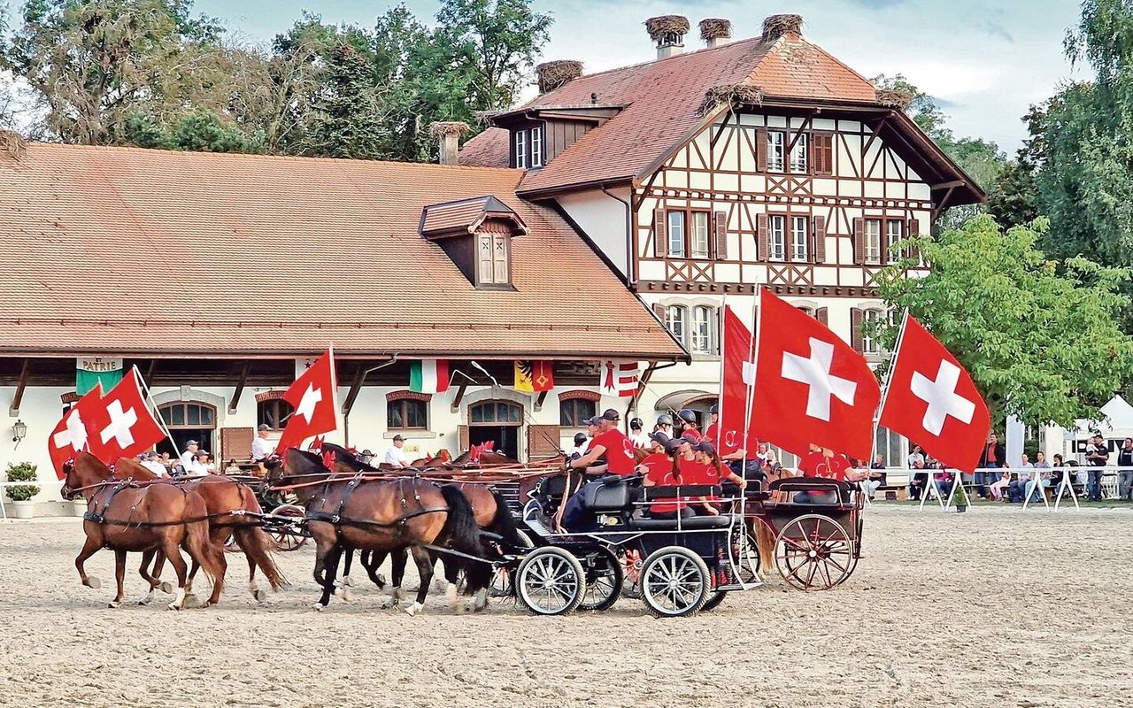 Die Pferdezuchtgenossenschaft Falkenstein hievt die Fahnen für die Freibergerpferde.