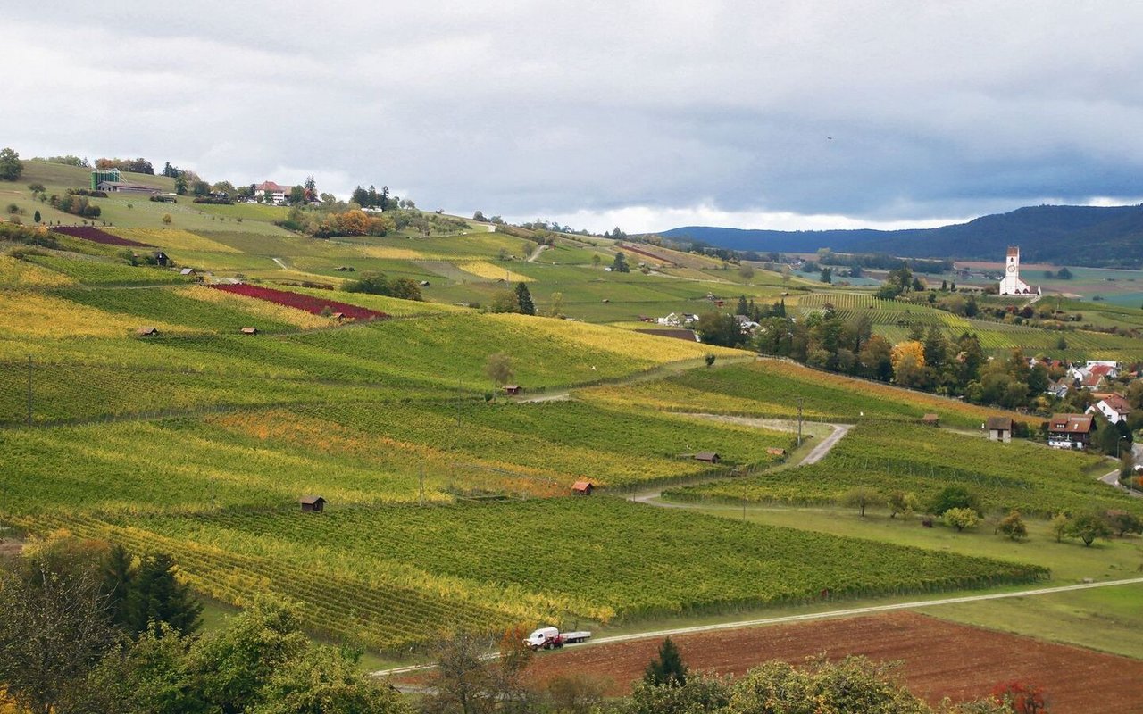 Der goldene Herbst bescherte den Rebbauern und den Winzern im Klettgau einen tollen Jahrgang. Manch einer hofft sogar, den Traumjahrgang 2018 zu toppen.