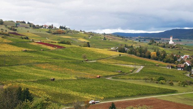 Der goldene Herbst bescherte den Rebbauern und den Winzern im Klettgau einen tollen Jahrgang. Manch einer hofft sogar, den Traumjahrgang 2018 zu toppen.