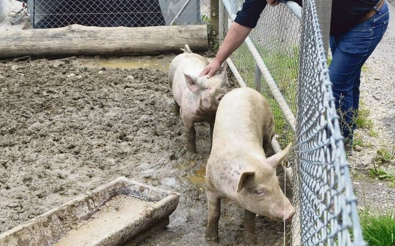 Zur Selbstversorgung werden beim Wohnhaus jedes Jahr auch noch zwei Schweine gehalten. 