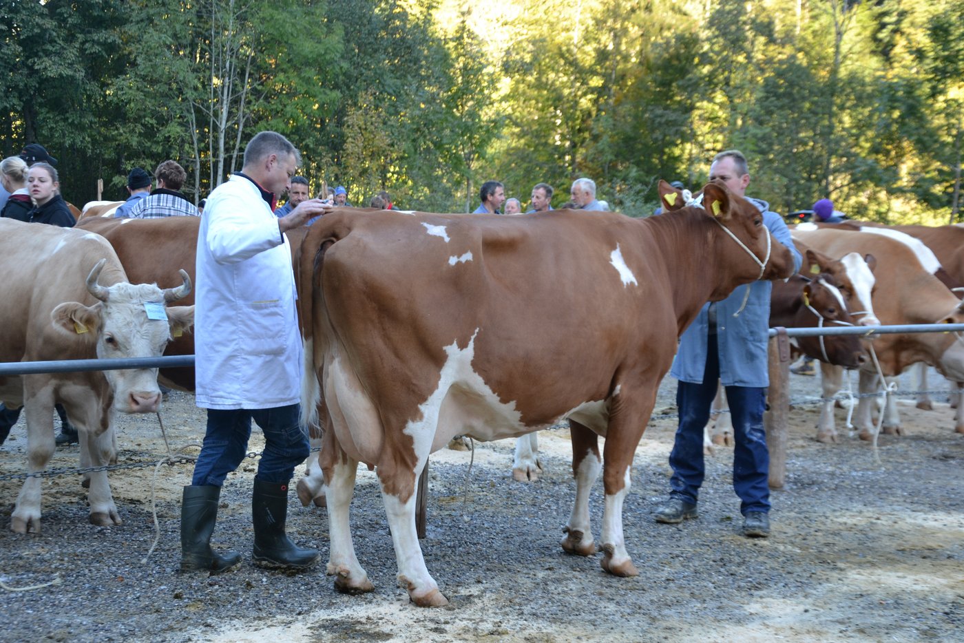 Der Experte Ruedi Sommer schaut kritisch.