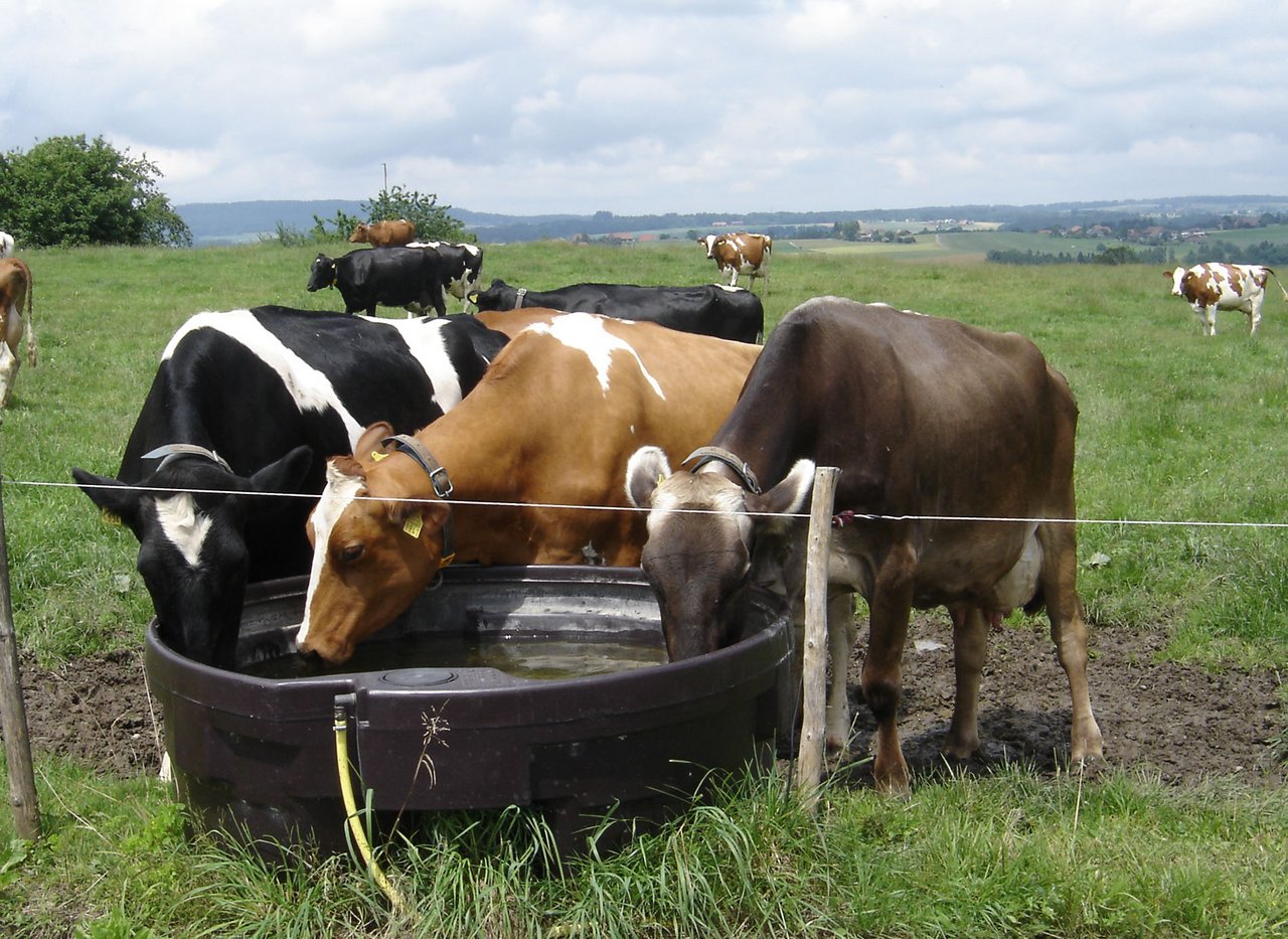 Kühe fressen bei hohen Temperaturen weniger und geben dadurch weniger Milch. (Bild Ursula Gostei/landwirtschaft.ch)