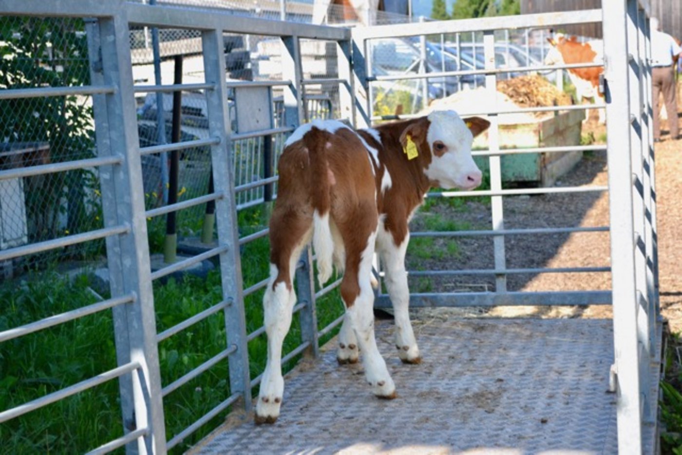 Nicht nur am Markt in Thun BE wichen die bezahlten Preise für Tränkekälber von den Tabellenpreisen stark ab. (Bild jba)