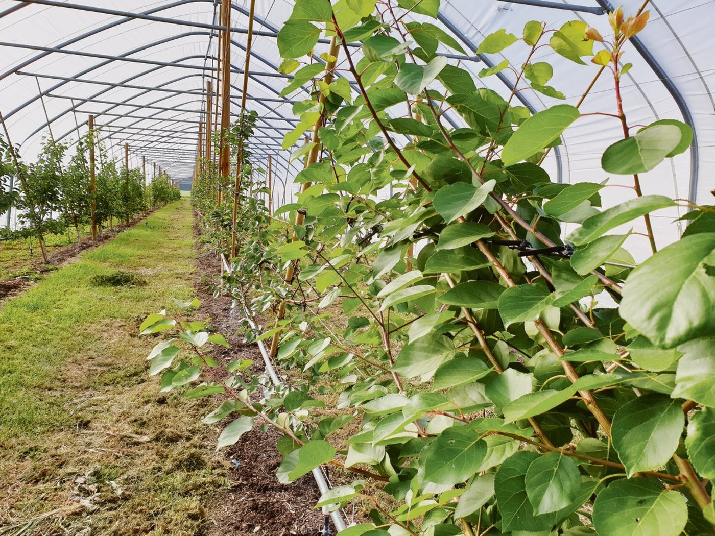 Aprikosen sind eine Kultur für Spezialisten. Auf dem Bild Aargauer Aprikosenbäume im Folientunnel. (Archivbild Ruth Aerni)