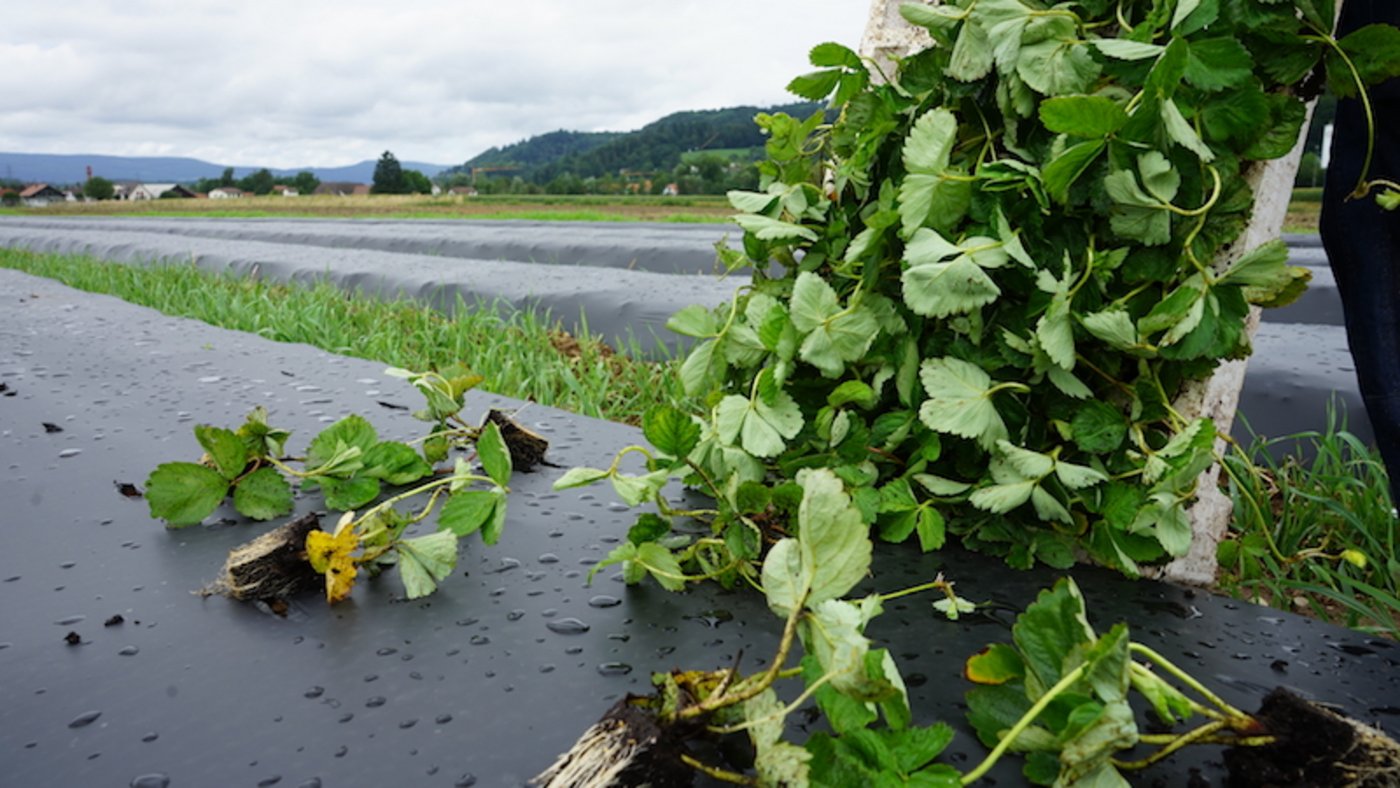 In regelmässigen Abständen werden die Erdbeeren auf den Dämmen gesetzt. Dank den Dämmen sind die Früchte besser vor Pilzkrankheiten geschützt, weil das Wasser von der Folie abfliessen kann. (Bild lid)