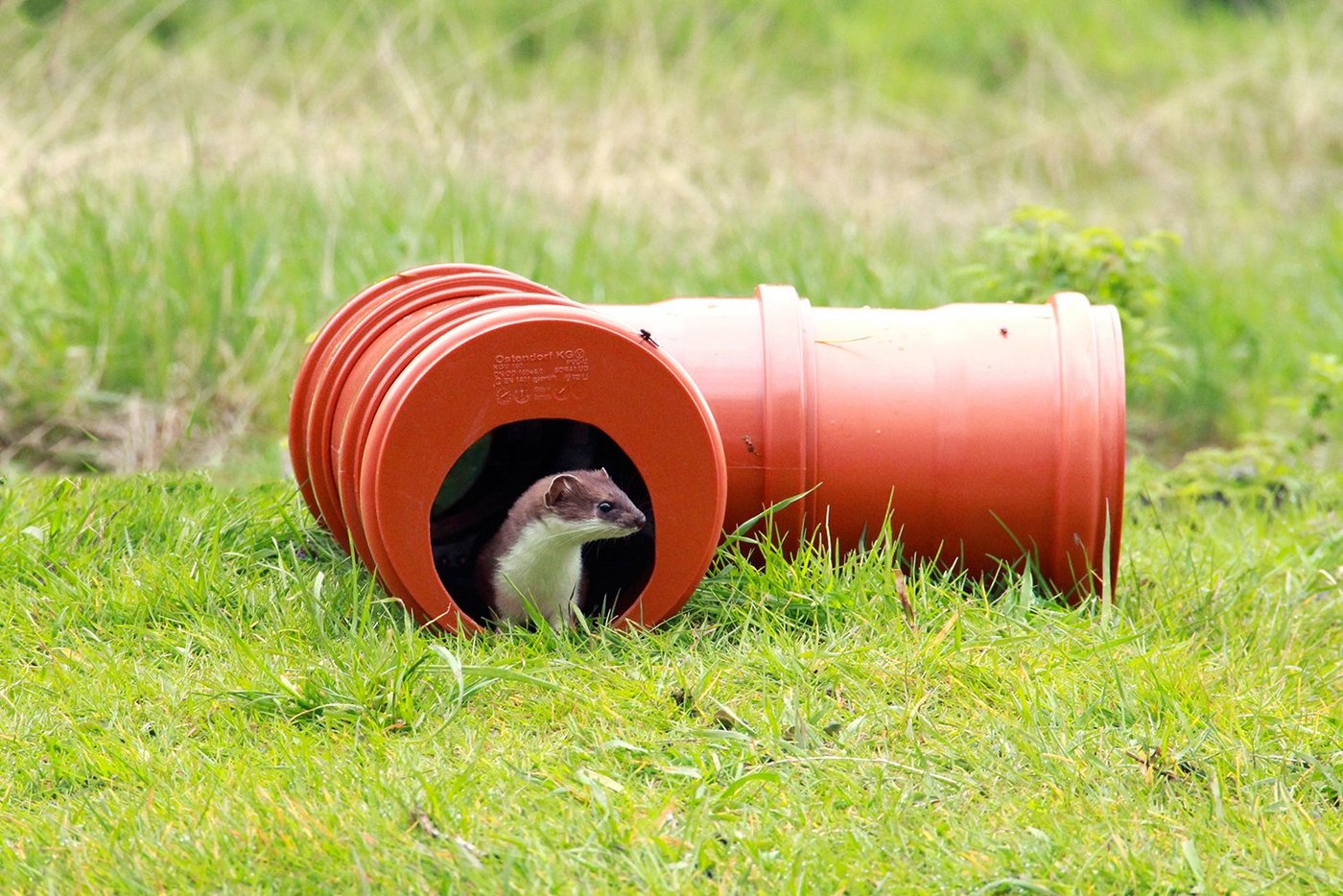Tube-Cam heisst die neue Fotofalle für die flinken Wiesel: Sie hat die Form einer T-förmigen Röhre. (Bild ZHAW)