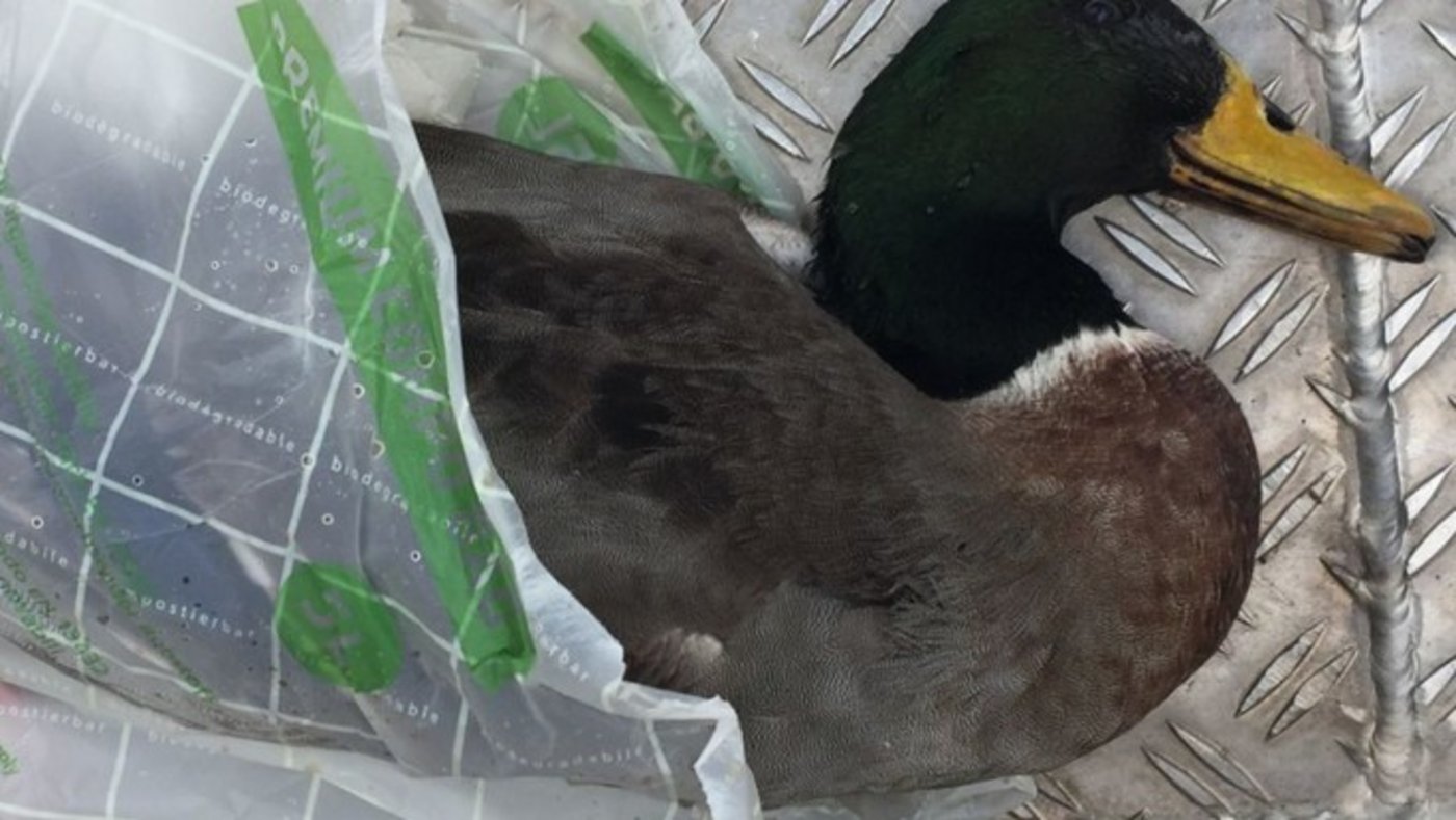 Auch in der Schweiz kursiert die Vogelgrippe. Dieser tote Stockenten-Erpel wurde vor einer Woche auf dem Rhein gefunden. (Bild Amt für Lebensmittelsicherheit und Veterinärwesen BL)