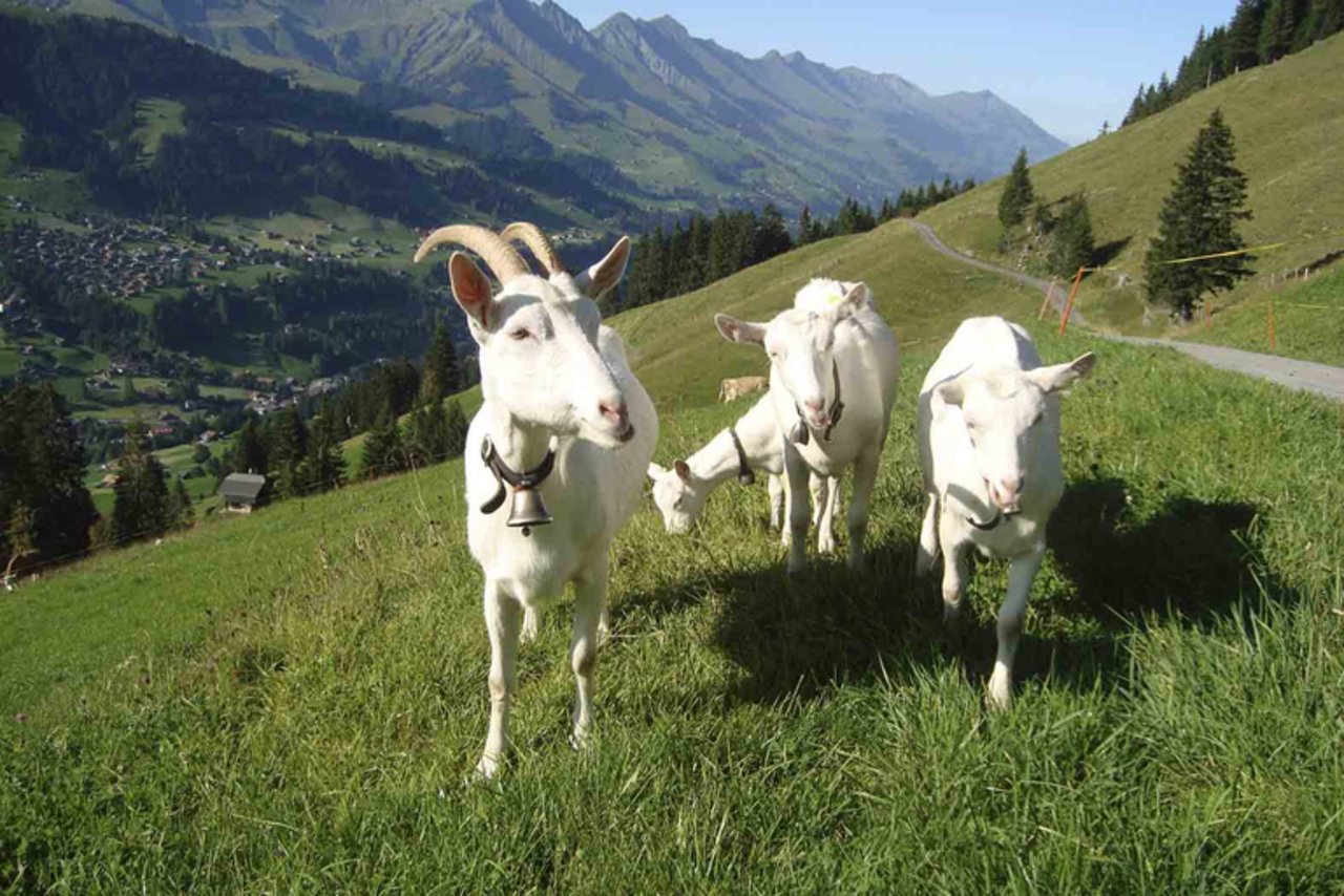 Gemäss BLV ist die CAE-Seuche ausgerottet. (Bild Marlis Germann/landwirtschaft.ch)