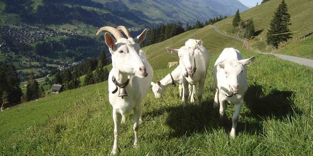 Gemäss BLV ist die CAE-Seuche ausgerottet. (Bild Marlis Germann/landwirtschaft.ch)