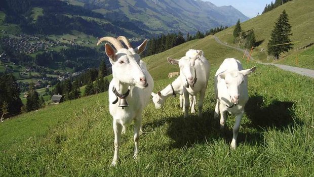 Gemäss BLV ist die CAE-Seuche ausgerottet. (Bild Marlis Germann/landwirtschaft.ch)