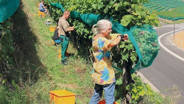 Der warme und trocke Der warme und trockene Sommer sorgte für einen sehr frühen Start der Weinlese wie hier in Rheinau.