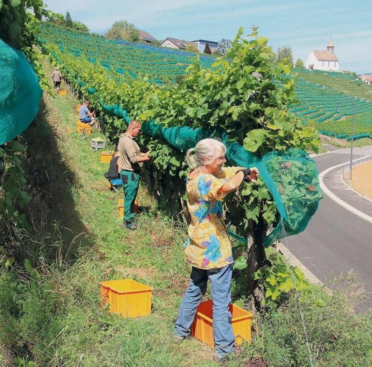 Der warme und trockene Sommer sorgte für einen sehr frühen Start der Weinlese wie hier in Rheinau.